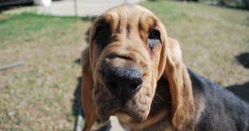 Haddonfield Police to Add K-9 Unit in 2019