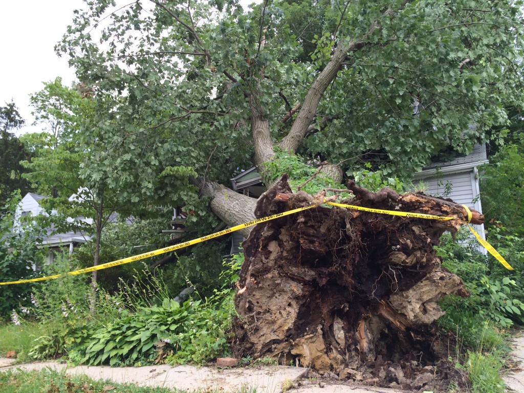 An abandoned home on Walnut Avenue in Oaklyn suffered major damage when a tree was uprooted during a recent storm. Without any owners on hand, such damage can take a while to resolve. Credit: Bryan Littel.