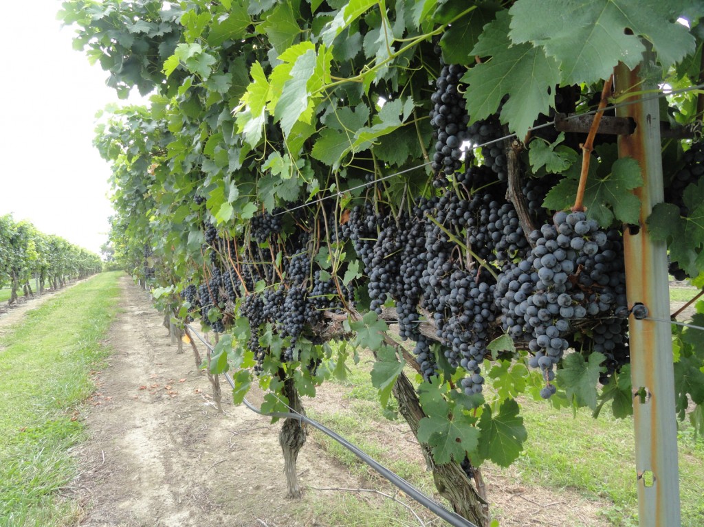 New Jersey-grown grapes at Auburn Road Winery. Credit: Matt Skoufalos.