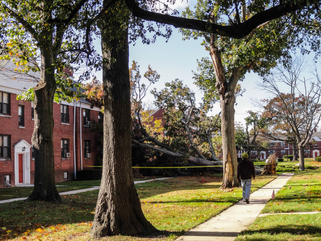 A fallen tree in the Wayne Gardens courtyard. Credit: Matt Skoufalos.