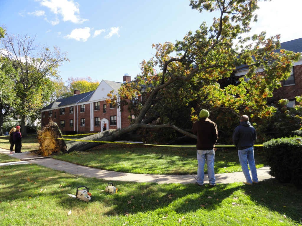 A tree crashed down on Wayne Gardens Apts. in  Collingswood. Credit: Matt Skoufalos.