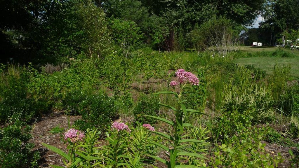 Rain garden in Audubon Park. Credit: John Nystedt.