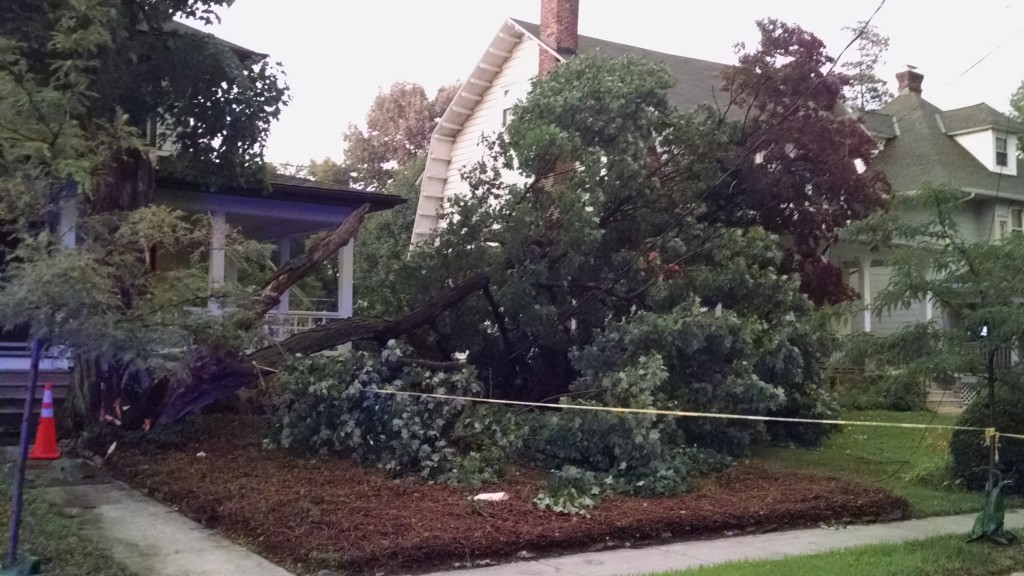 Downed tree in Collingswood. Credit: Matt Skoufalos.