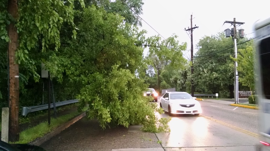 Downed tree on Haddon Ave. Credit: Matt Skoufalos.