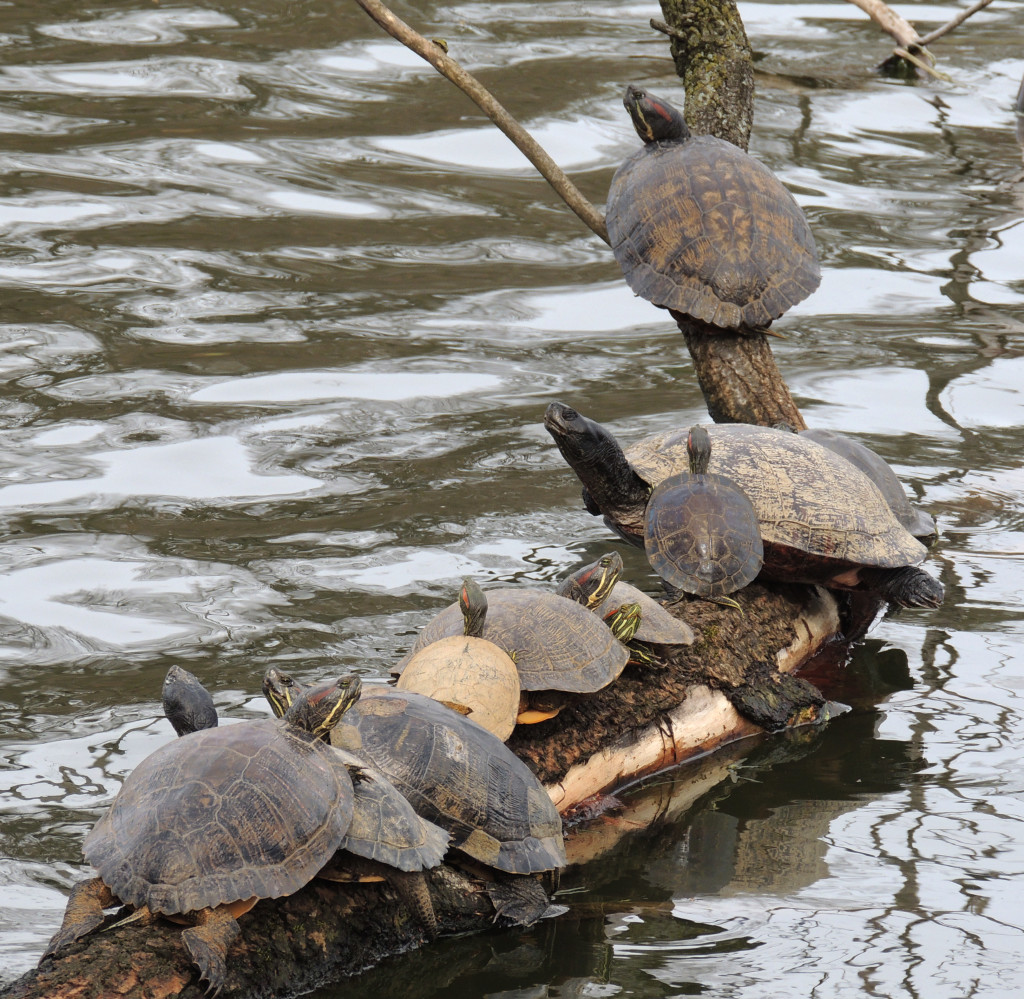 Painted Turtles. Credit: Rachel Gregory.