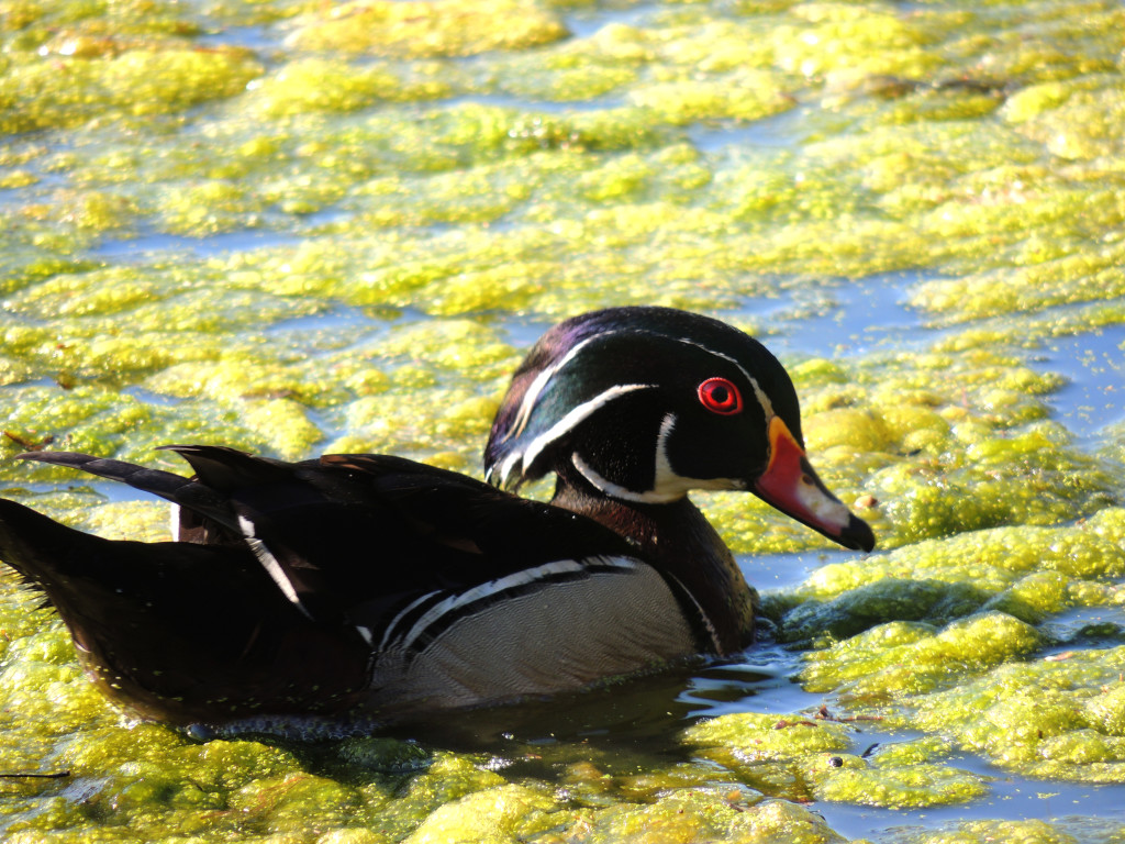 Wood Duck (Male). Credit: Rachel Gregory.