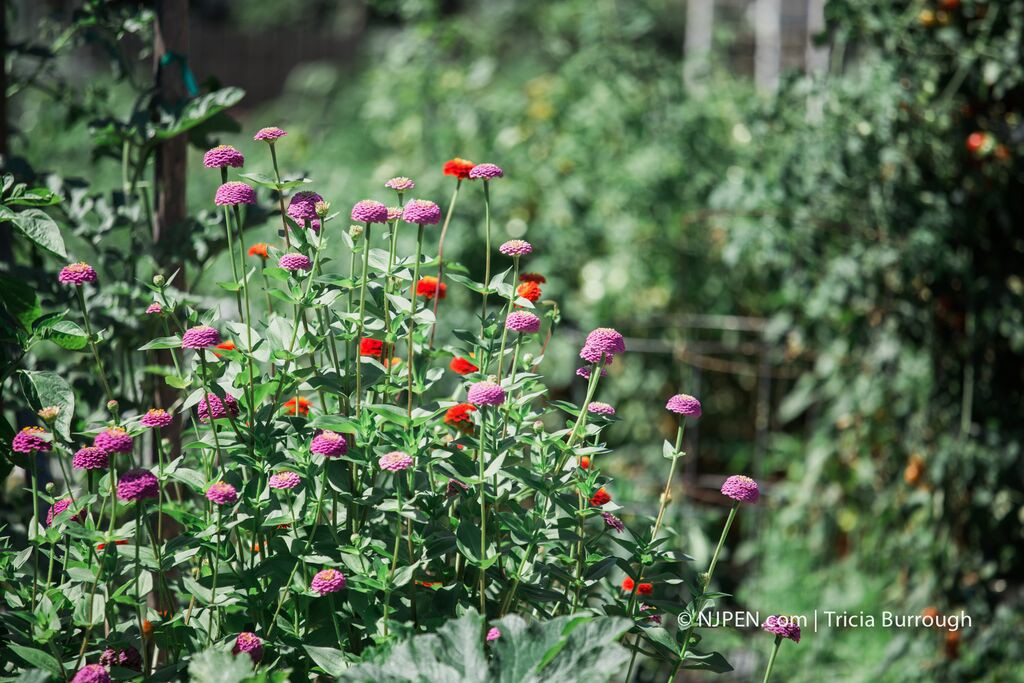 Collingswood Community Garden perennials. Credit: Tricia Burrough.