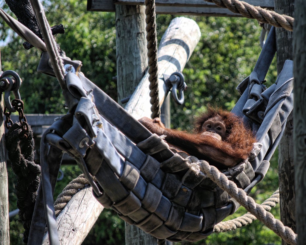 Orangutan with hose hammock. Credit: Hose2Habitat.