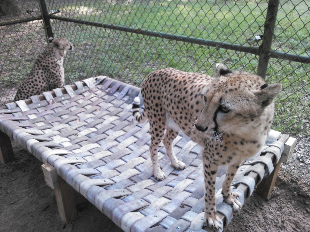 Cheetahs. Credit: Hose2Habitat.