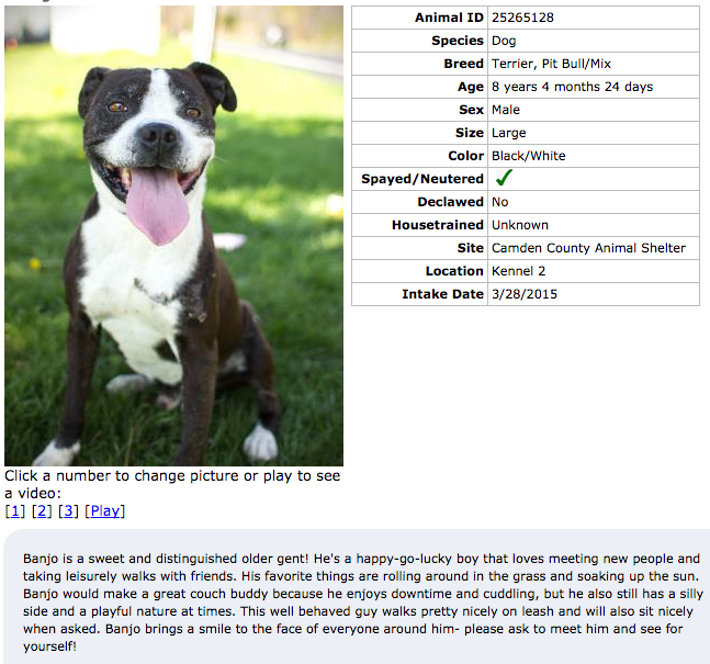 Banjo, a dog adoptable at the Camden County Animal Shelter. Credit: CCAS.