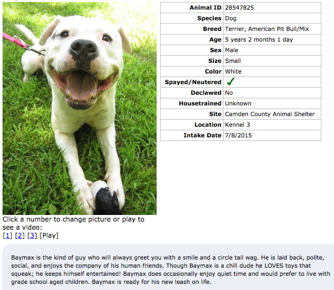 Baymax, a dog adoptable at the Camden County Animal Shelter. Credit: CCAS.