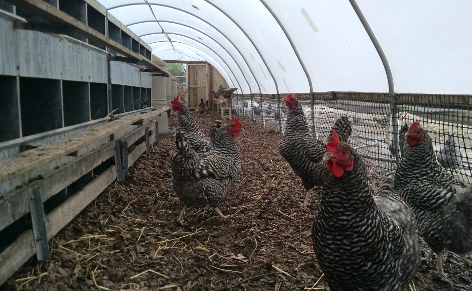 The Plymouth Barred Rock hens at Far Wind Farms are allowed to roost and roam freely. Credit: Matt Skoufalos.