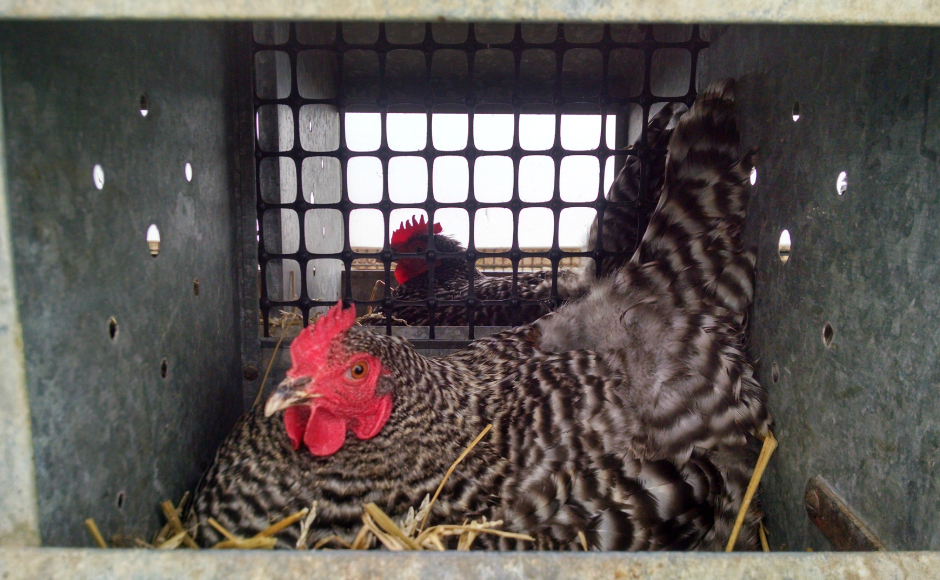 Hens laying eggs in the coops at Far Wind Farms. Credit: Matt Skoufalos.