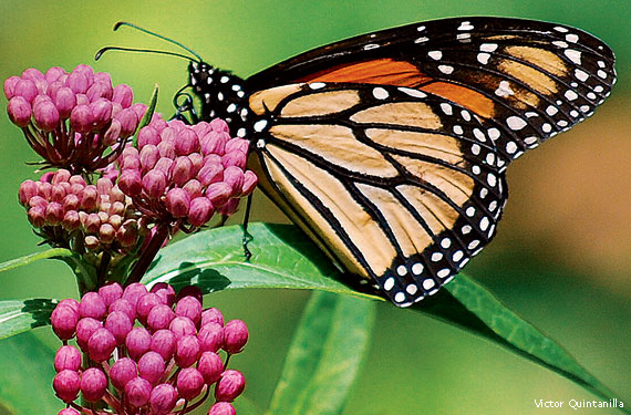 Milkweed for Monarchs and Other Plants for Pollinators