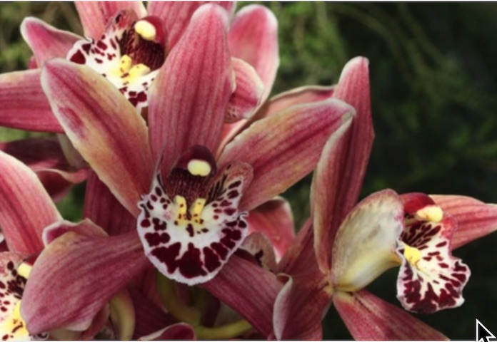 Orchid Make and Take
