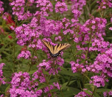 Monarchs, Milkweed & More